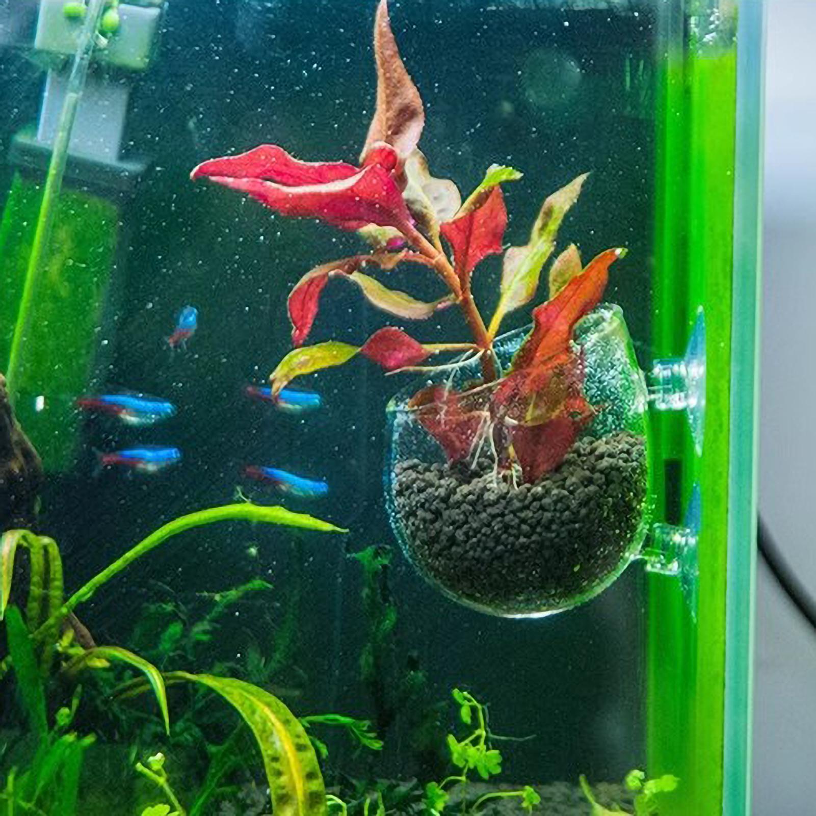 Держатель для аквариумных раст – обзор и цена Aquarium Plants Live