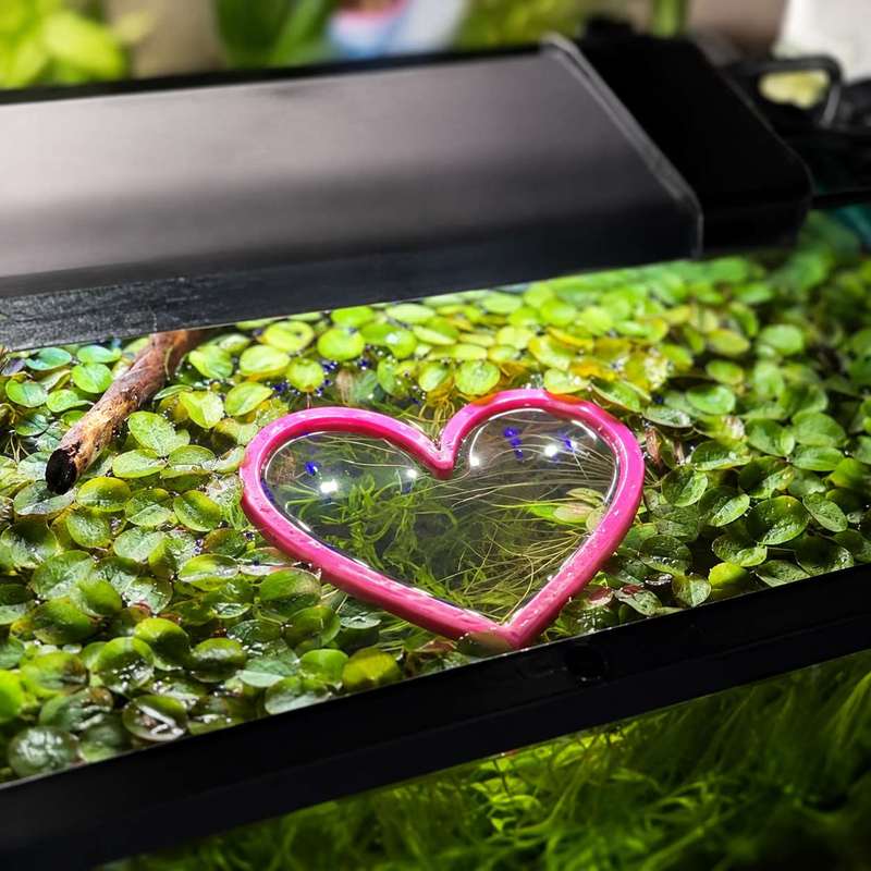 Кольцо-кормушка для рыб в форм – обзор и цена Aquarium Fertilizer