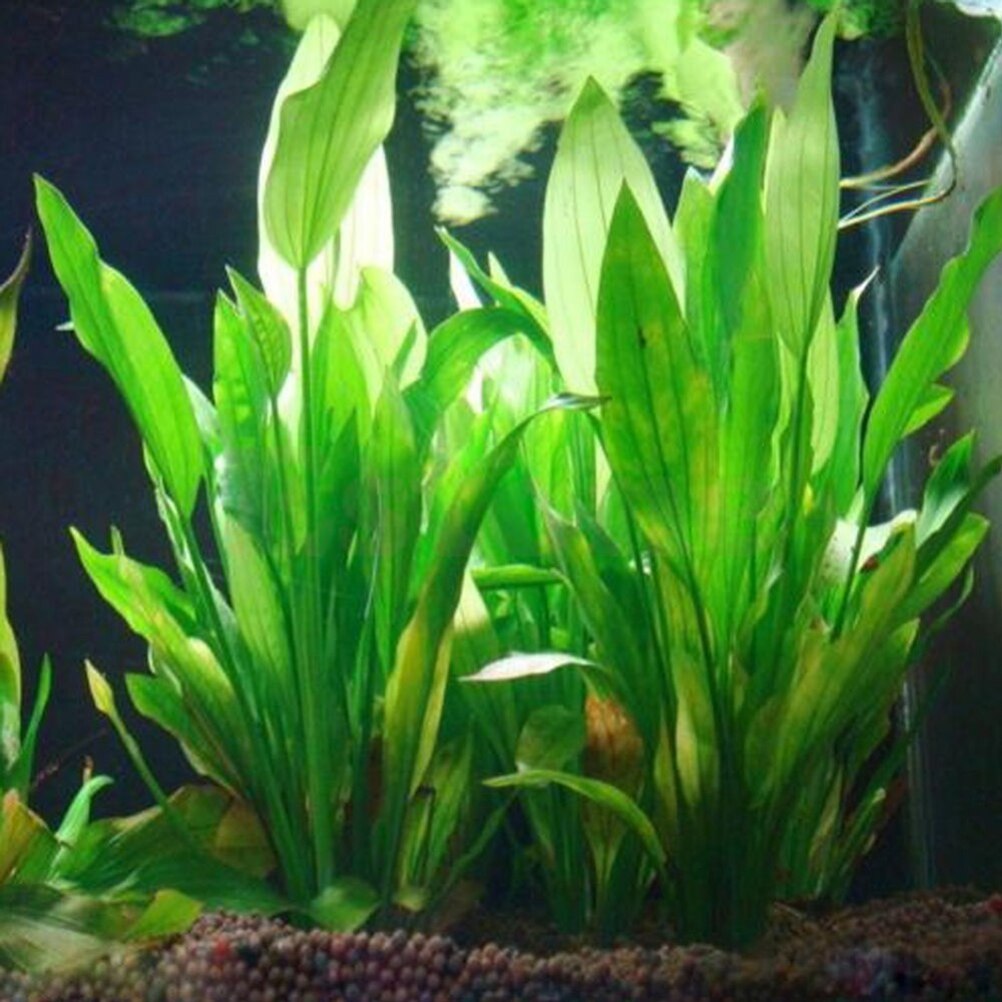 15 см искусственный декор для  – обзор и цена Live Plant Aquarium