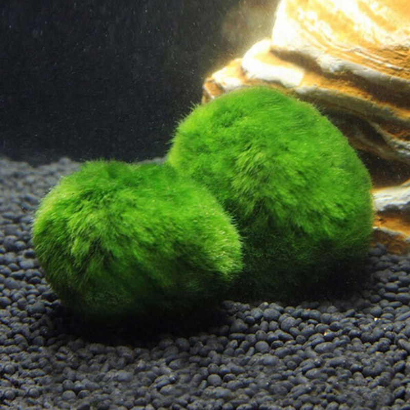Шарики из мха Marimo, живое ак – обзор и цена Live Plant Aquarium