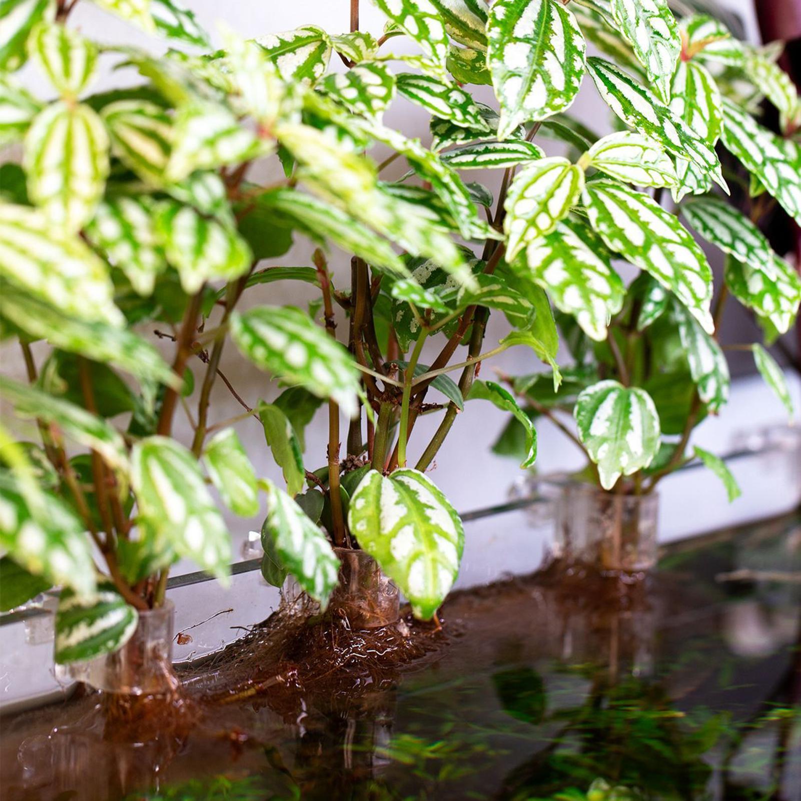 Набор из 6 прозрачных подставо – обзор и цена Aquarium Plants Live
