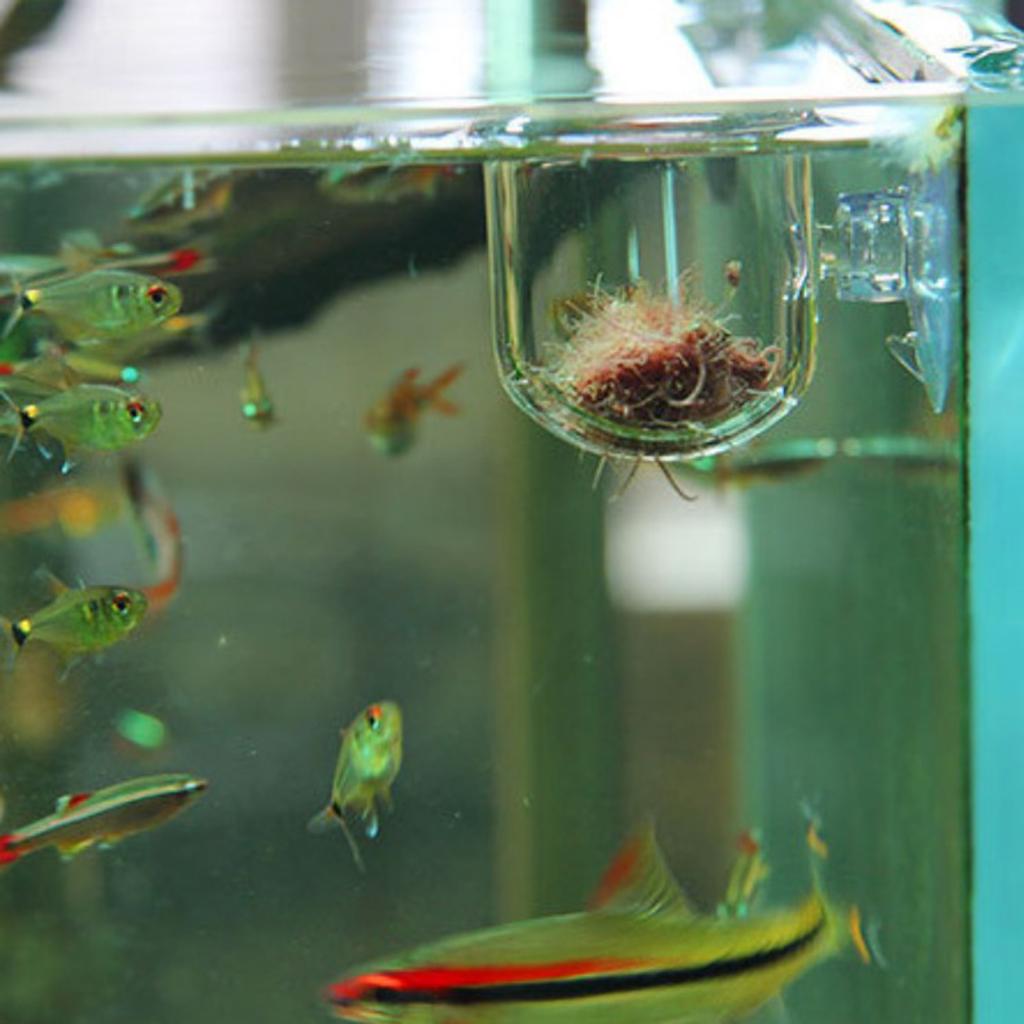 Стеклянная корзина для кормлен – обзор и цена Live Plant Aquarium
